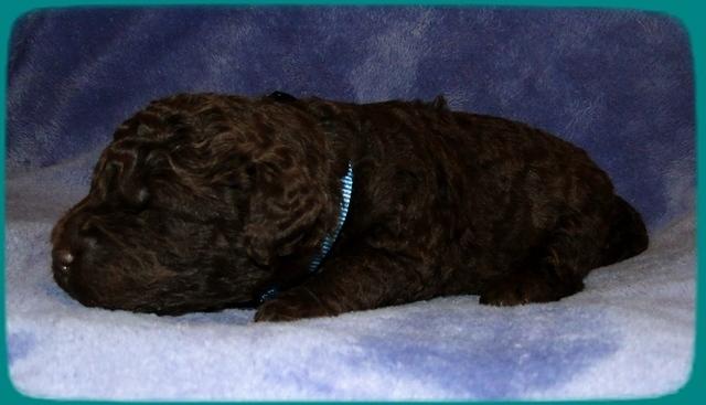 TH pups 2 wks old 17