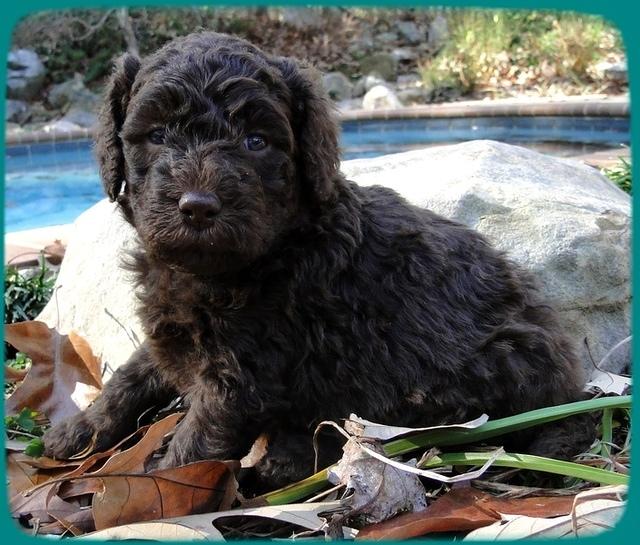 TH pups 4 wks old 18