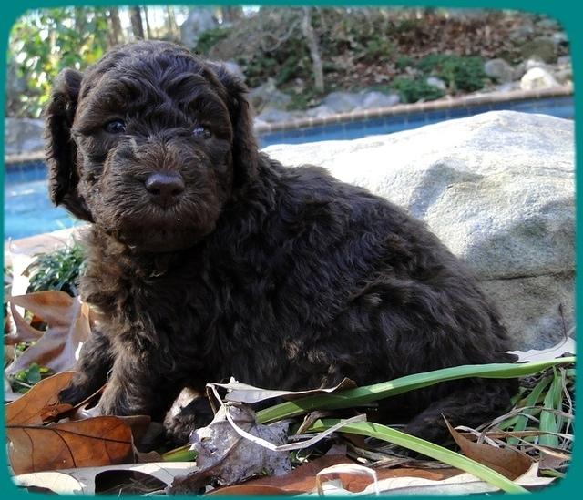 TH pups 4 wks old 20