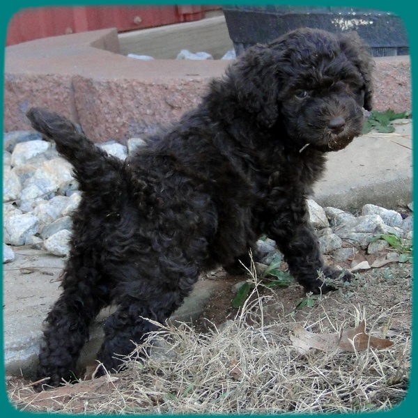 TH pups 5.5 wks old 23