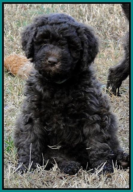 TH pups 5.5 wks old 61