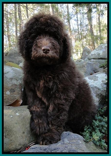 TH pups 8 wks old 7