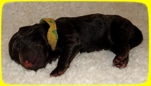 TH pups 1 day old 14