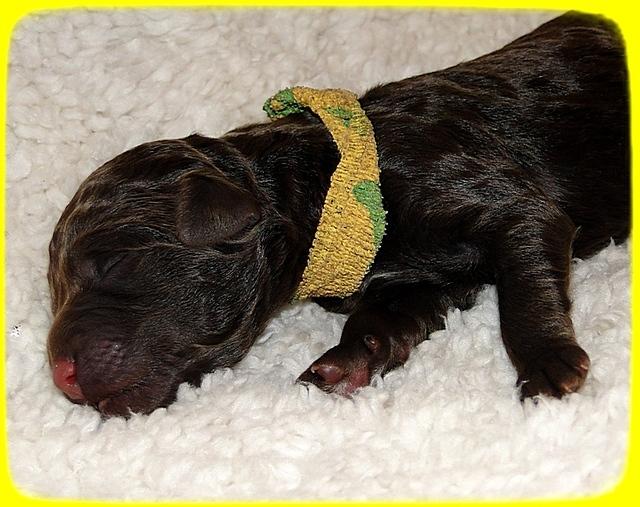 TH pups 1 day old 15