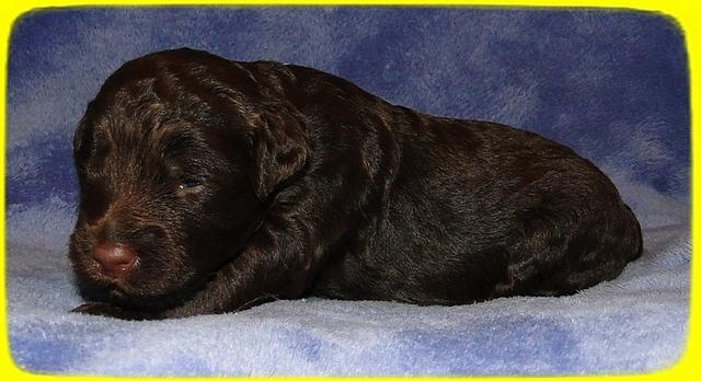 TH pups 2 wks old 13