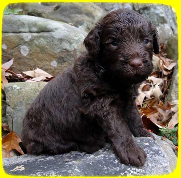 TH pups 3 wks old 13