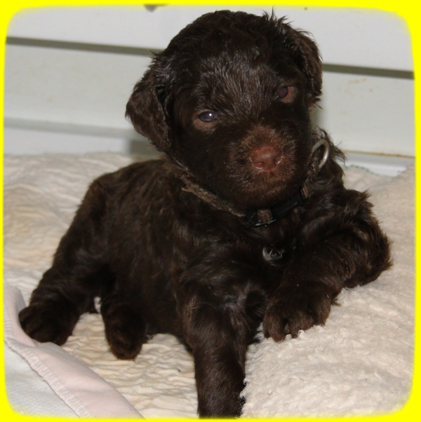 TH pups 3 wks old 52