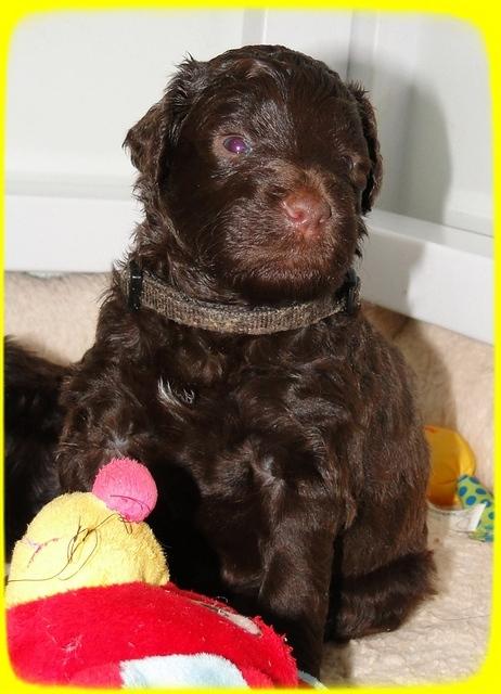 TH pups 3 wks old 59