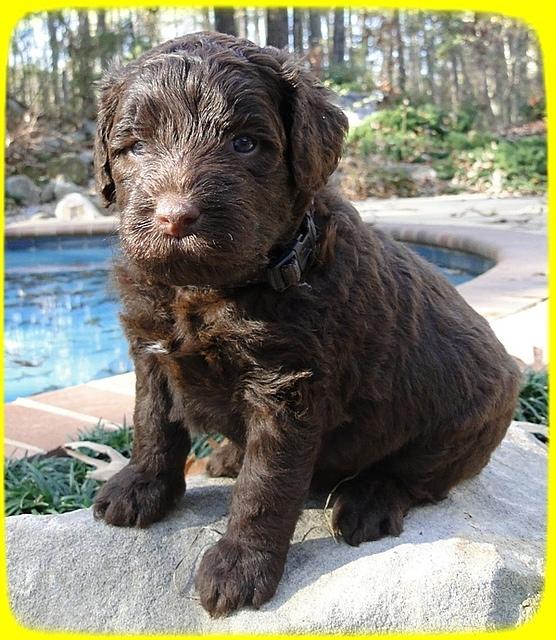 TH pups 4 wks old 14