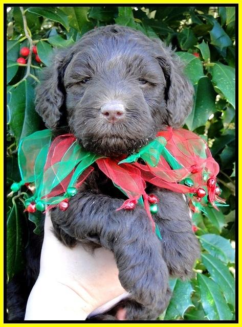 TH pups 5 wks old 19