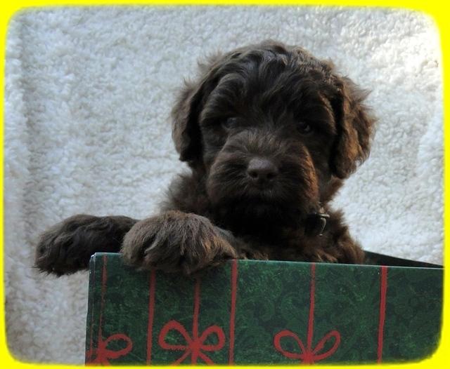 TH pups 5 wks old ab 10