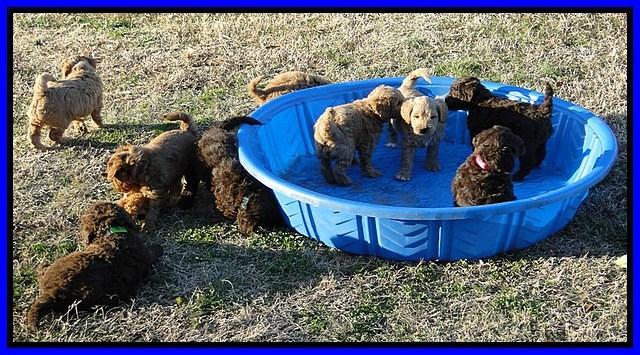 Group play tara and Tias pups 2