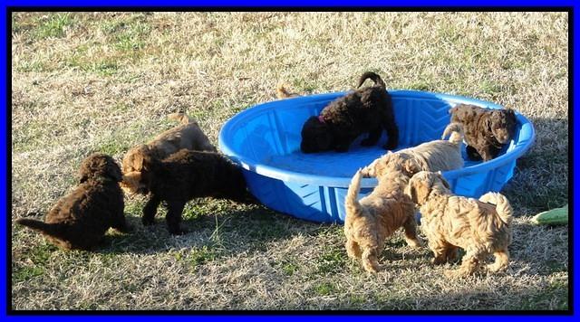 Group play tara and tias pups 3