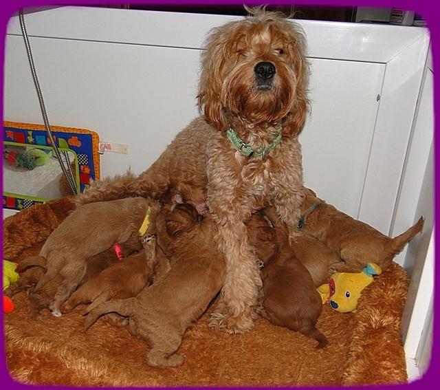 TB pups 3 wks old 52