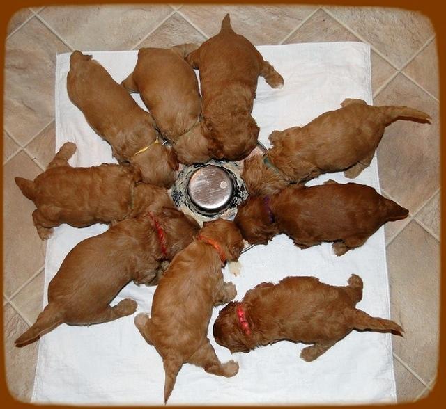TB pups 3.5 wks old chowing down