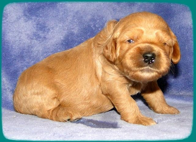 TB pups 2 wks old 23