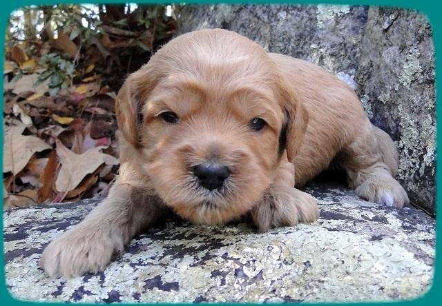 TB pups 3 wks old 24