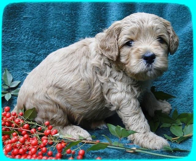 TB pups 4 wks old 44
