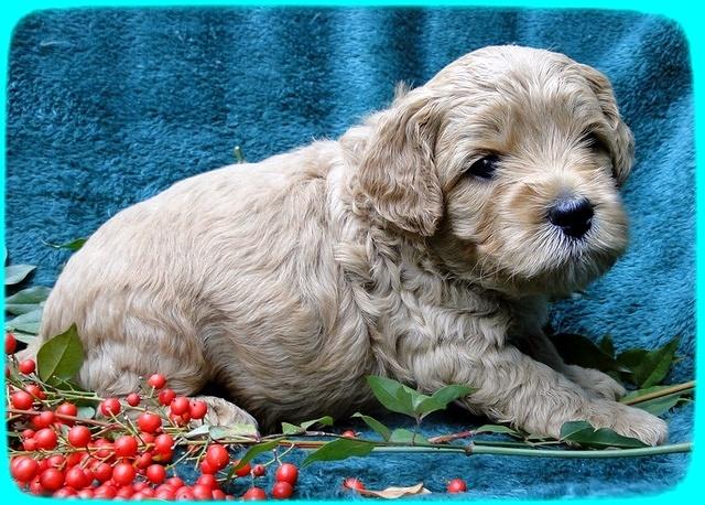 TB pups 4 wks old 45