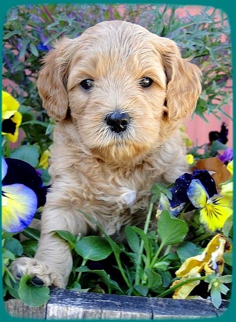 TB pups 5 wks old 12