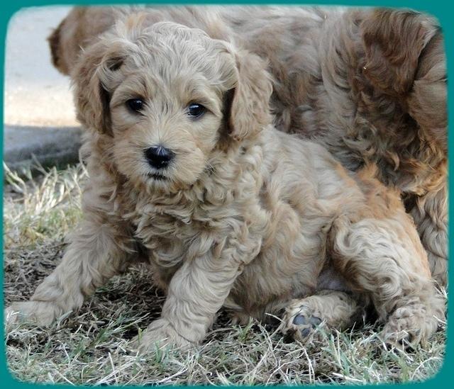 TB pups 6.5 wks old 25