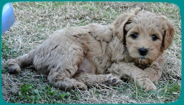 TB pups 6.5 wks old 26
