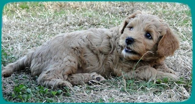 TB pups 6.5 wks old 27