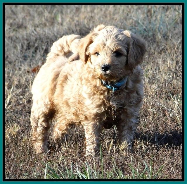 TB pups 6.5 wks old 51