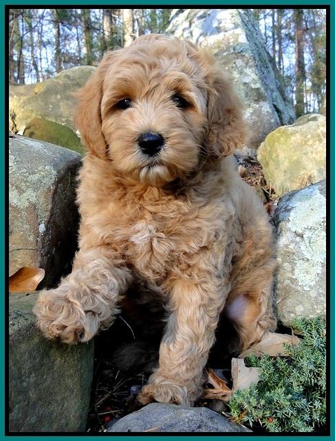 TB pups 8 wks old 74