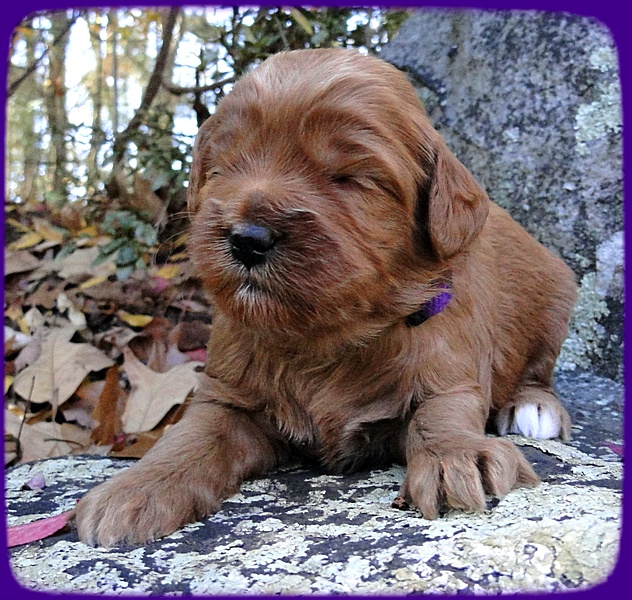 TB pups 3 wks old 13