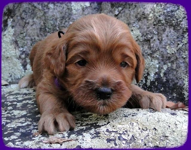 TB pups 3 wks old 14