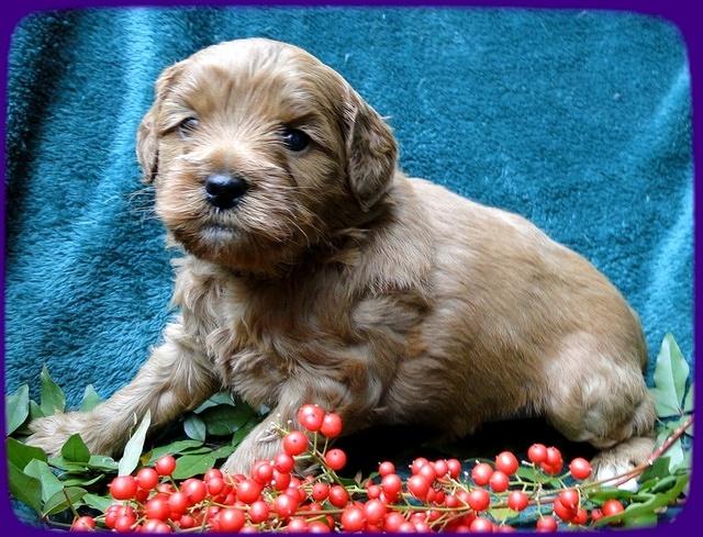 TB pups 4 wks old 26