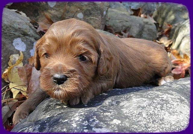 Tb pups 3 wks old 15