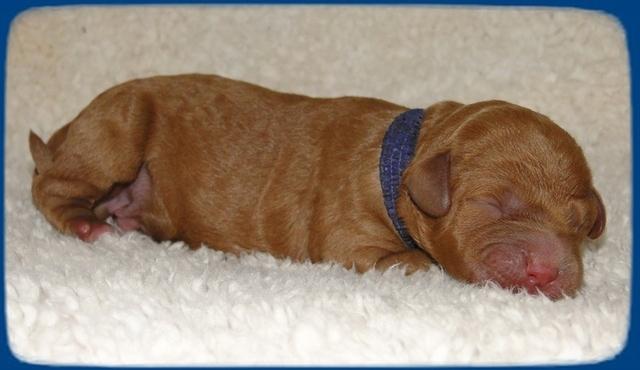 TB pups 1 day old 2