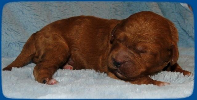TB pups 1 wk old 21