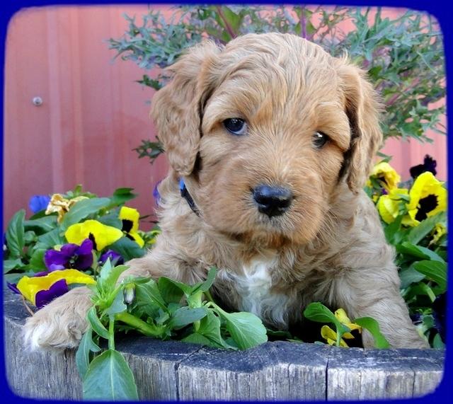 TB pups 5 wks old 7