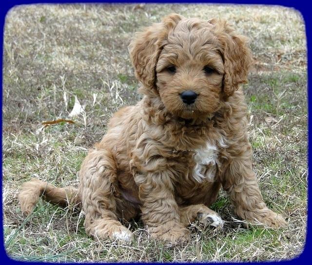 TB pups 6.5 wks old 4