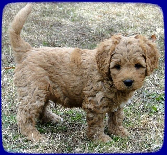 TB pups 6.5 wks old 40