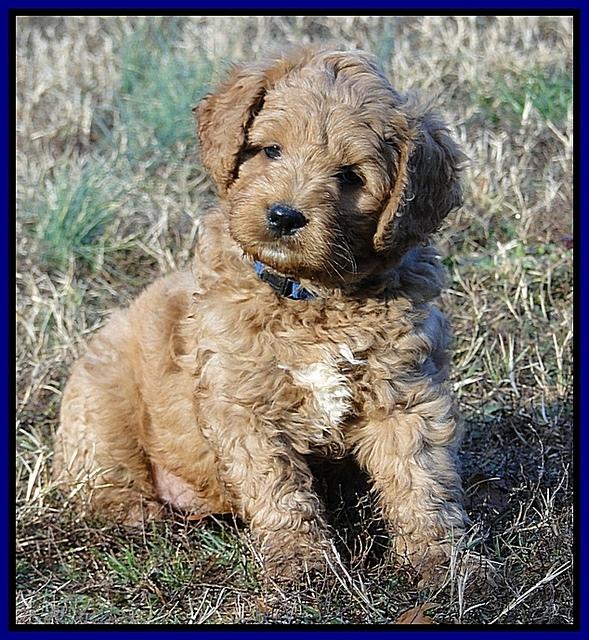 TB pups 6.5 wks old 60