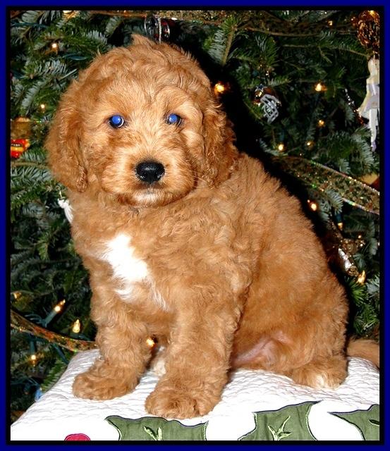 TB pups 8 wks old 50