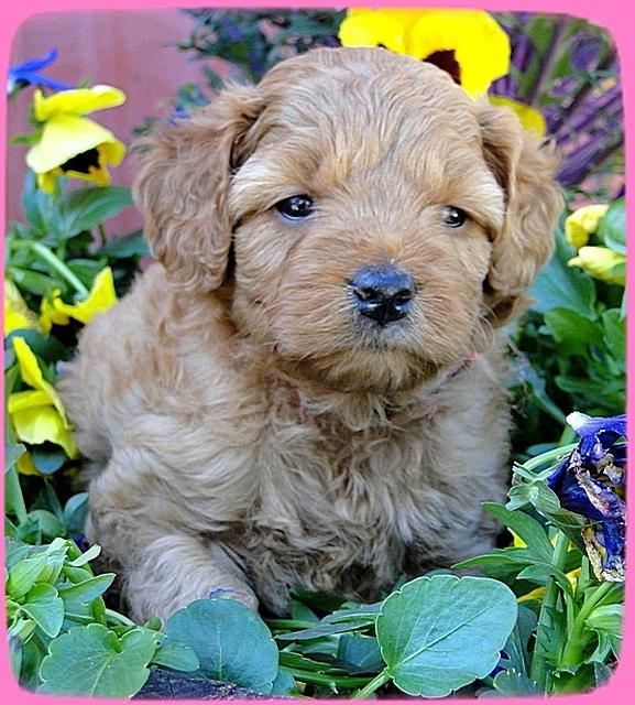 TB pups 5 wks old 22