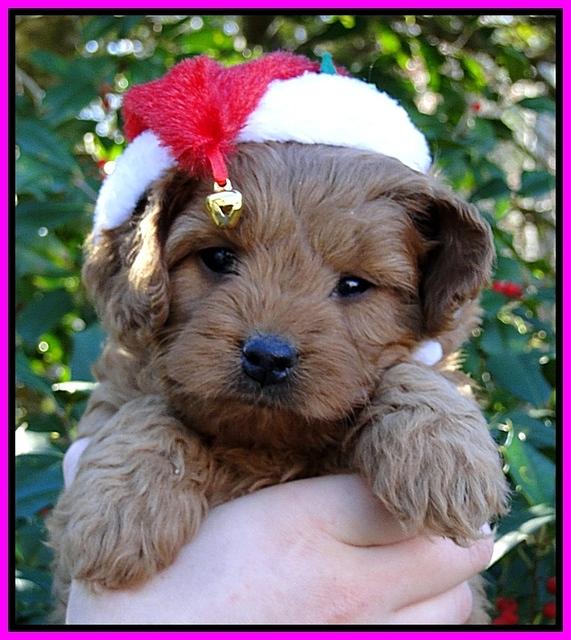 TB pups 6 wks old 24