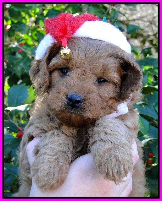 TB pups 6 wks old 26