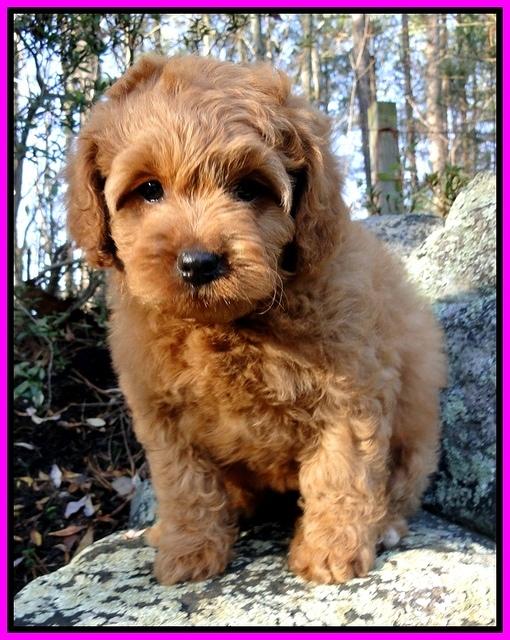 TB pups 8 wks old 78