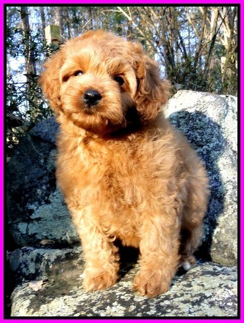 TB pups 8 wks old 79