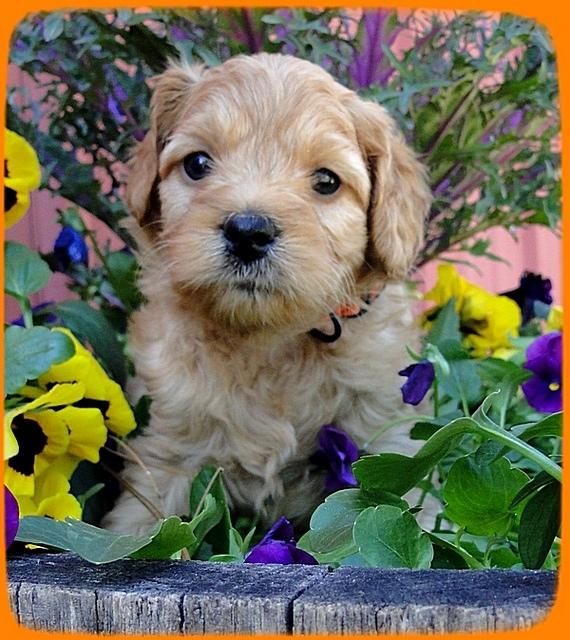 TB pups 5 wks old 26