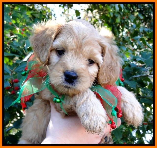 TB pups 6 wks old 33