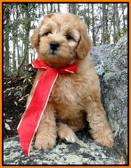 TB pups 8 wks old 42