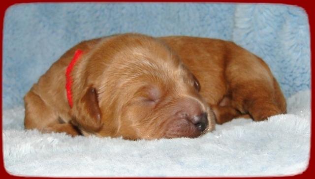 TB pups 1 wk old 24