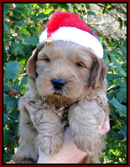 TB pups 6 wks old 16